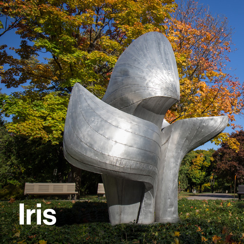 Iris